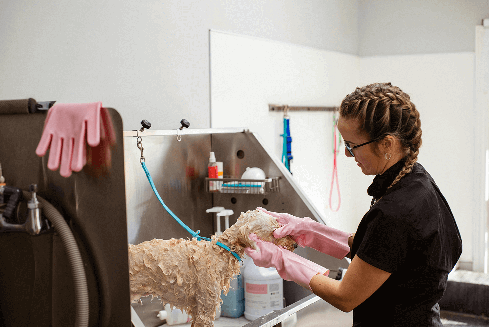 Groomer washing a dog