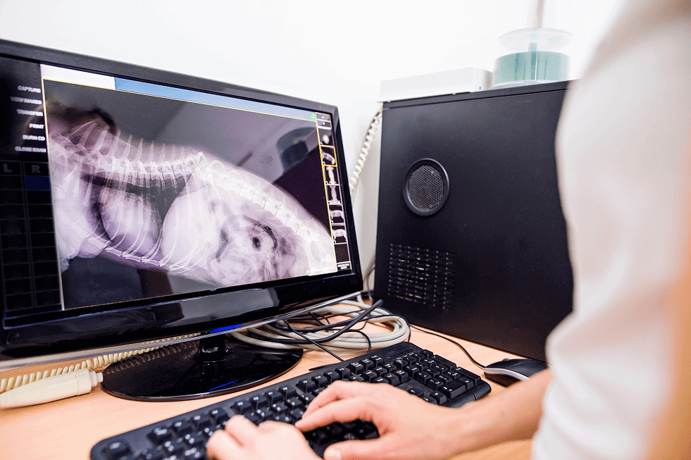 Veterinarian analyzing a dog X-ray