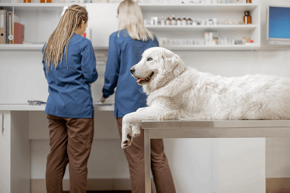 White dog vet