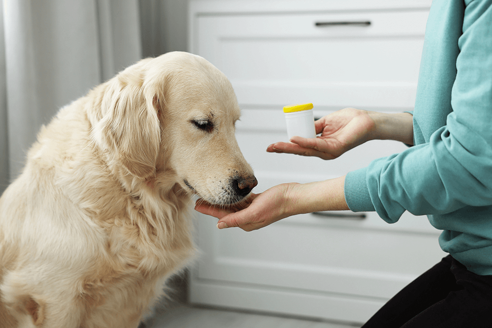 Owner giving medication to dog.