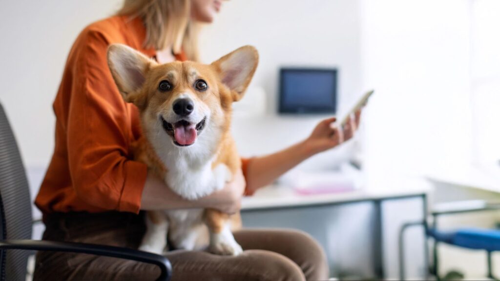 Corgi sitting on its owner’s lap in a vet clinic
