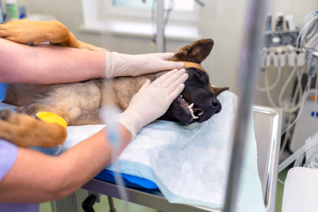 Sedated dog on surgical table
