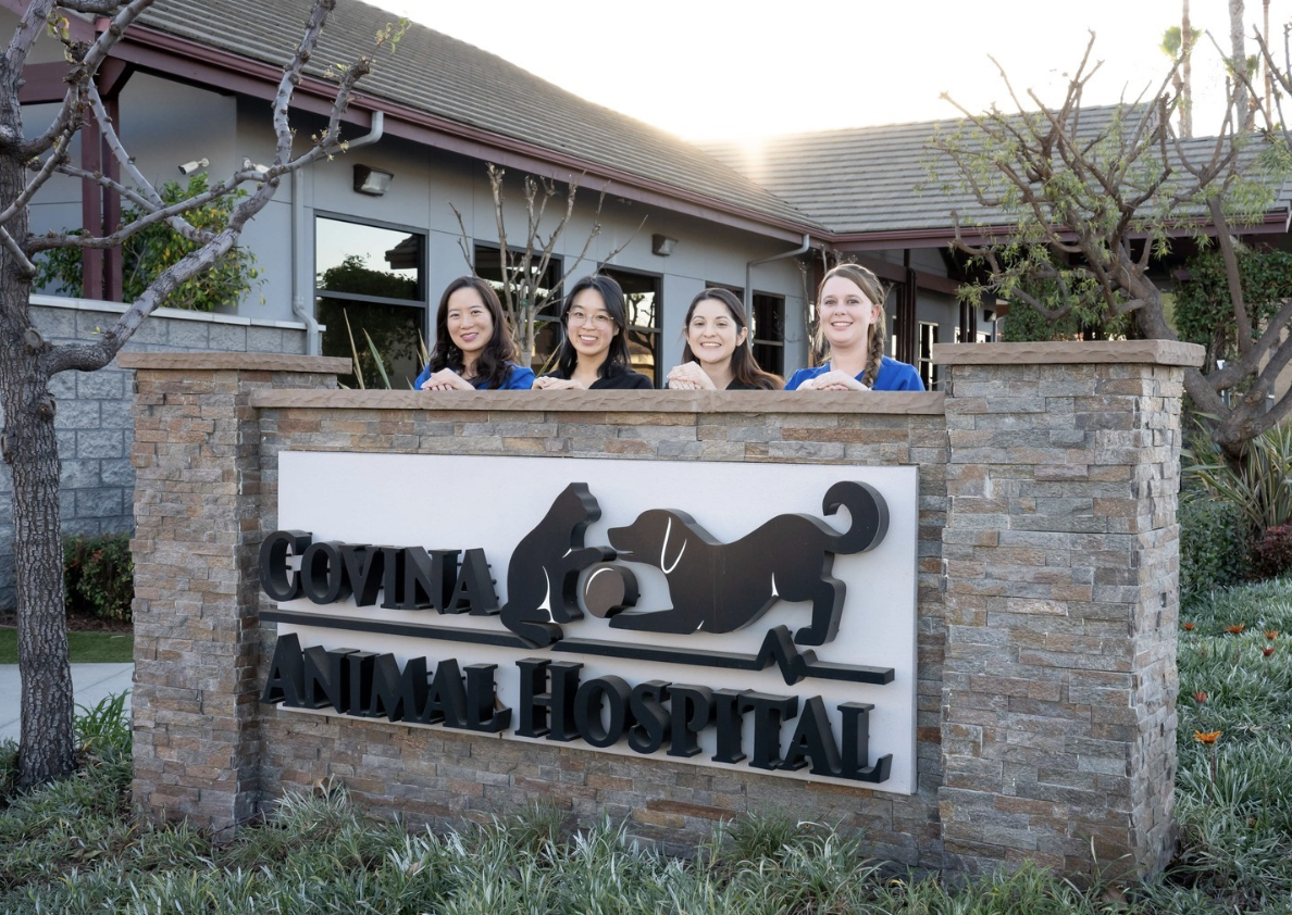 Covina Animal Hospital Team