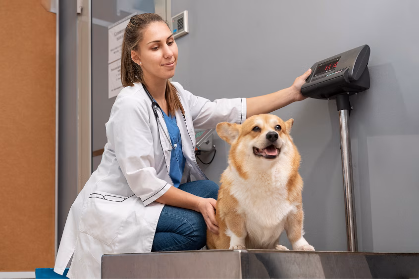 Veterinarian weighing dog during clinic visit